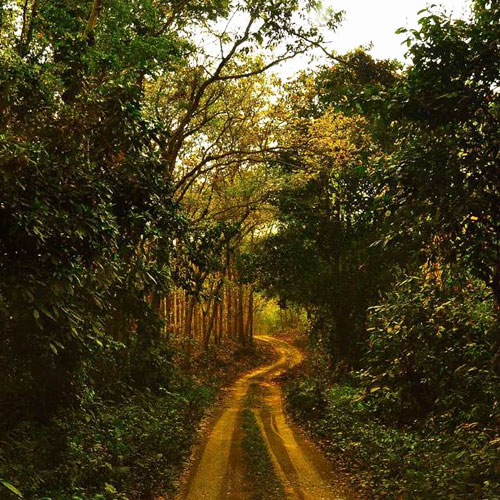 Chilapota Forest