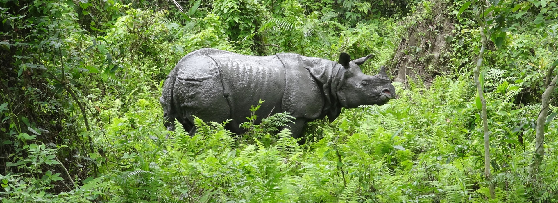 Short Escape Kaziranga National Park